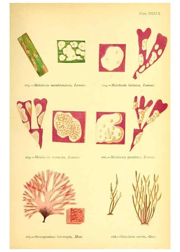 Reproducción/Reproduction 47636321911: British sea-weeds. London :Bell and Daldy,1872.. 
