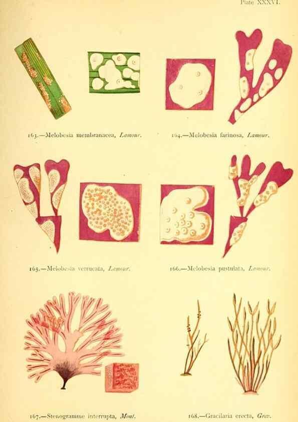Reproducción/Reproduction 47636321911: British sea-weeds. London :Bell and Daldy,1872.. 