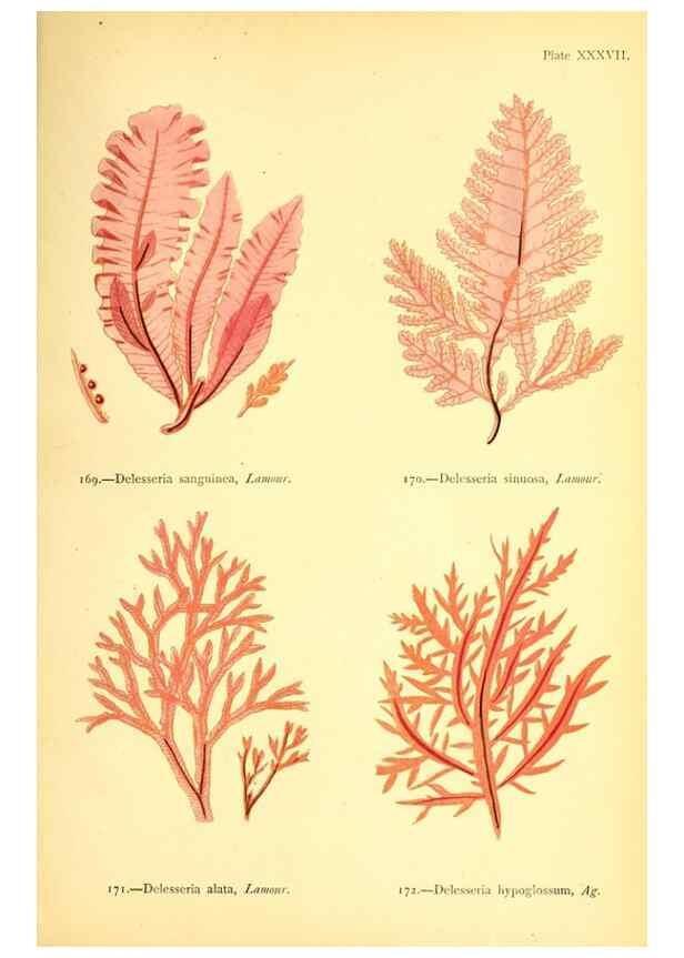 Reproducción/Reproduction 46912044444: British sea-weeds. London :Bell and Daldy,1872.. 