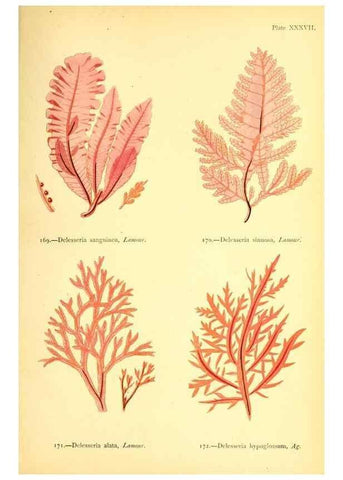 Reproducción/Reproduction 46912044444: British sea-weeds. London :Bell and Daldy,1872.. 