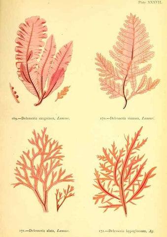 Reproducción/Reproduction 46912044444: British sea-weeds. London :Bell and Daldy,1872.. 