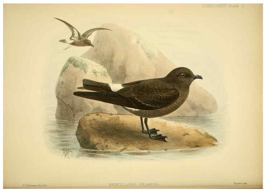 Reproducción/Reproduction 32695130167: A monograph of the petrels (order Tubinares) /. London :Witherby & Co. ...,1907-1910.. 