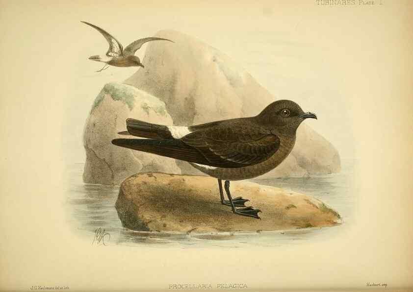 Reproducción/Reproduction 32695130167: A monograph of the petrels (order Tubinares) /. London :Witherby & Co. ...,1907-1910.. 