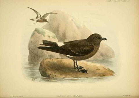 Reproducción/Reproduction 32695130167: A monograph of the petrels (order Tubinares) /. London :Witherby & Co. ...,1907-1910.. 