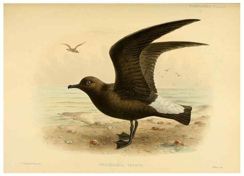 Reproducción/Reproduction 40671168153: A monograph of the petrels (order Tubinares) /. London :Witherby & Co. ...,1907-1910.. 
