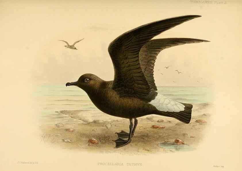 Reproducción/Reproduction 40671168153: A monograph of the petrels (order Tubinares) /. London :Witherby & Co. ...,1907-1910.. 