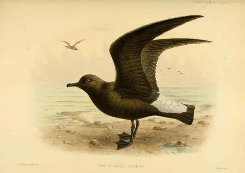Reproducción/Reproduction 40671168153: A monograph of the petrels (order Tubinares) /. London :Witherby & Co. ...,1907-1910.. 