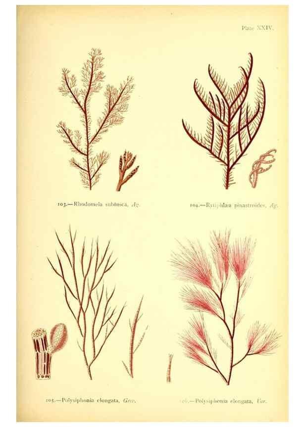 Reproducción/Reproduction 46912036084: British sea-weeds. London :Bell and Daldy,1872.. 