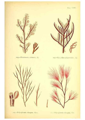 Reproducción/Reproduction 46912036084: British sea-weeds. London :Bell and Daldy,1872.. 