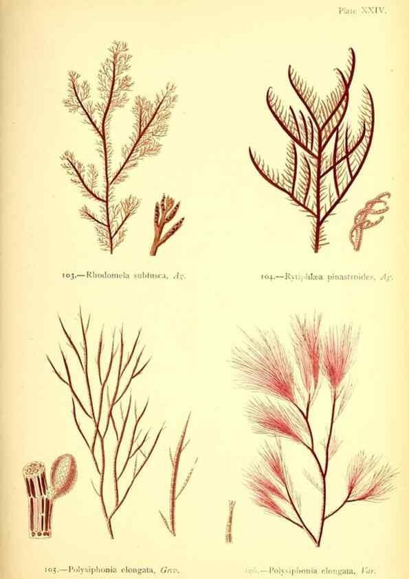Reproducción/Reproduction 46912036084: British sea-weeds. London :Bell and Daldy,1872.. 