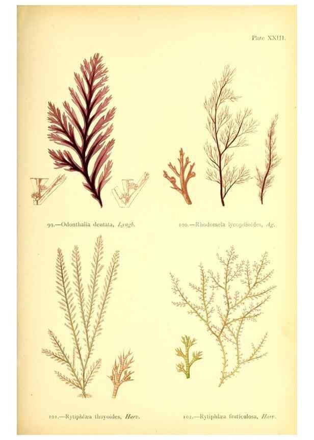 Reproducción/Reproduction 33758877298: British sea-weeds. London :Bell and Daldy,1872.. 