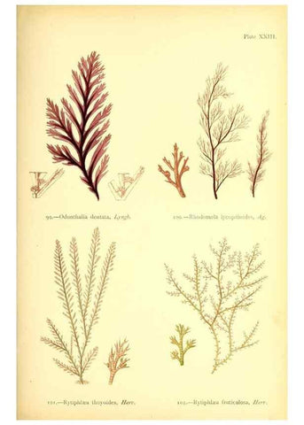 Reproducción/Reproduction 33758877298: British sea-weeds. London :Bell and Daldy,1872.. 
