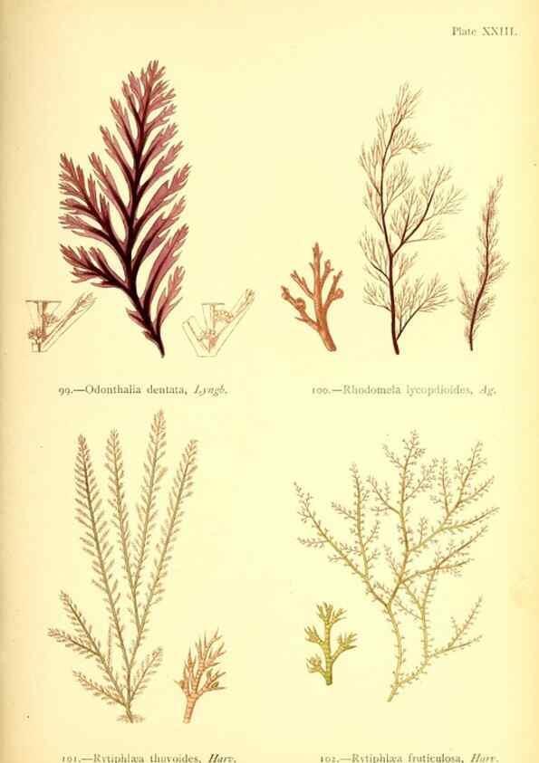 Reproducción/Reproduction 33758877298: British sea-weeds. London :Bell and Daldy,1872.. 