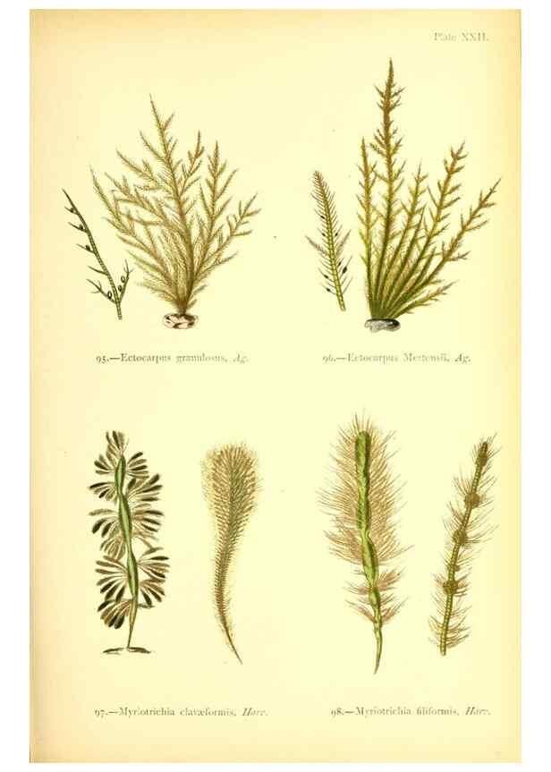 Reproducción/Reproduction 47583392812: British sea-weeds. London :Bell and Daldy,1872.. 