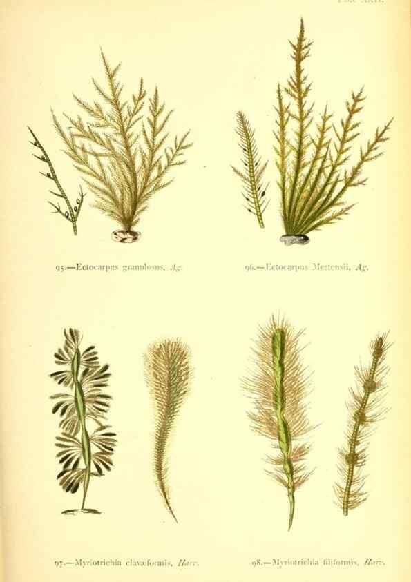 Reproducción/Reproduction 47583392812: British sea-weeds. London :Bell and Daldy,1872.. 