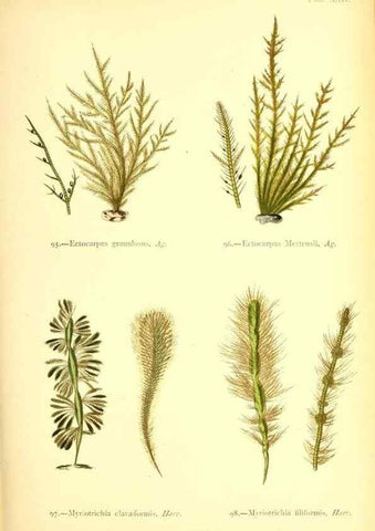 Reproducción/Reproduction 47583392812: British sea-weeds. London :Bell and Daldy,1872.. 
