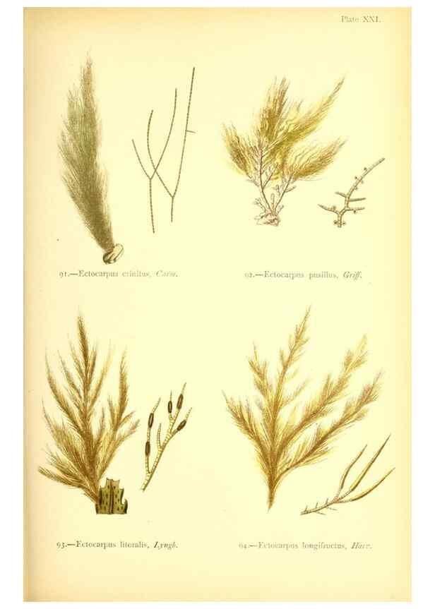 Reproducción/Reproduction 32693730757: British sea-weeds. London :Bell and Daldy,1872.. 