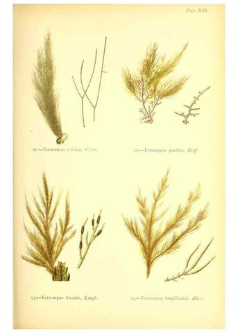 Reproducción/Reproduction 32693730757: British sea-weeds. London :Bell and Daldy,1872.. 
