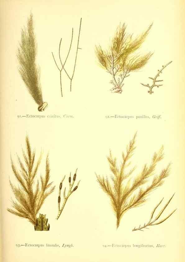 Reproducción/Reproduction 32693730757: British sea-weeds. London :Bell and Daldy,1872.. 