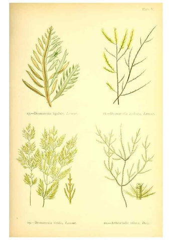 Reproducción/Reproduction 32693723247: British sea-weeds. London :Bell and Daldy,1872.. 