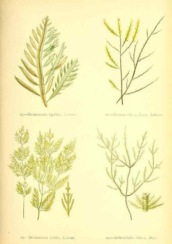 Reproducción/Reproduction 32693723247: British sea-weeds. London :Bell and Daldy,1872.. 