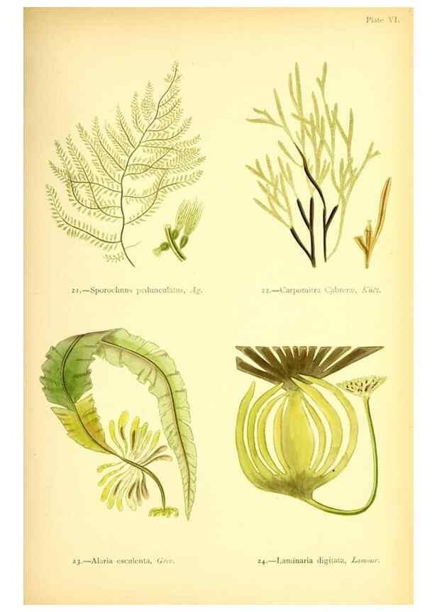 Reproducción/Reproduction 46912028604: British sea-weeds. London :Bell and Daldy,1872.. 