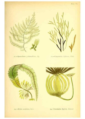 Reproducción/Reproduction 46912028604: British sea-weeds. London :Bell and Daldy,1872.. 