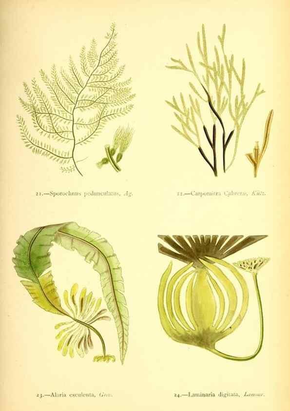Reproducción/Reproduction 46912028604: British sea-weeds. London :Bell and Daldy,1872.. 