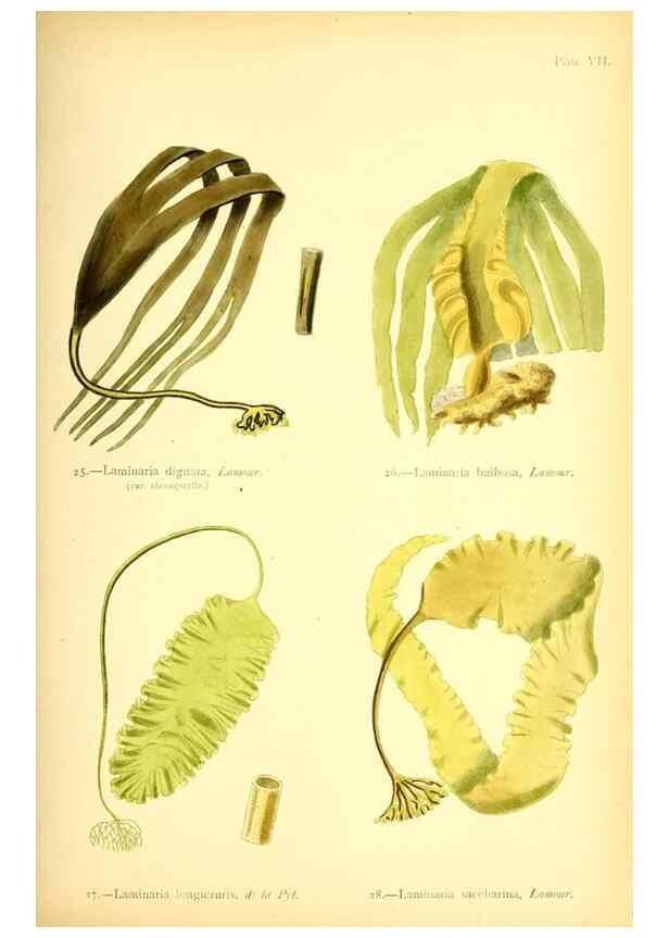 Reproducción/Reproduction 46912029204: British sea-weeds. London :Bell and Daldy,1872.. 