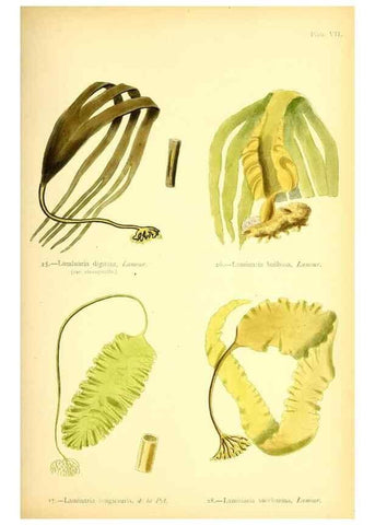 Reproducción/Reproduction 46912029204: British sea-weeds. London :Bell and Daldy,1872.. 