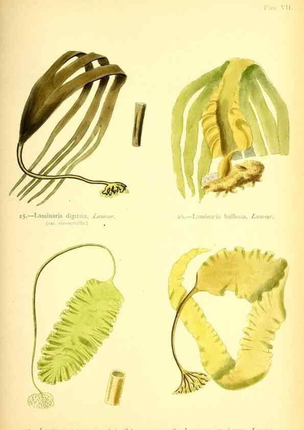 Reproducción/Reproduction 46912029204: British sea-weeds. London :Bell and Daldy,1872.. 