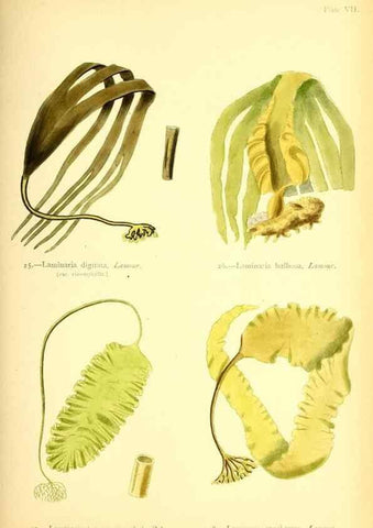 Reproducción/Reproduction 46912029204: British sea-weeds. London :Bell and Daldy,1872.. 