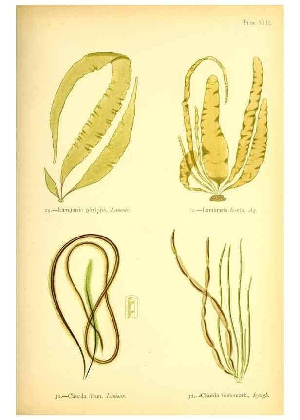 Reproducción/Reproduction 33758868238: British sea-weeds. London :Bell and Daldy,1872.. 