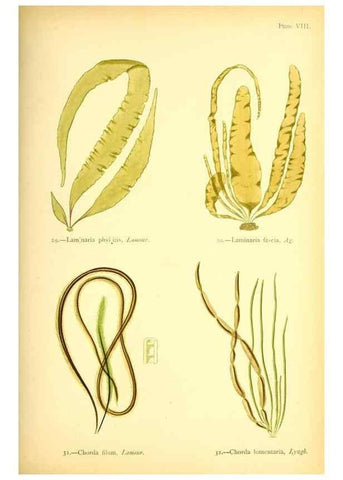 Reproducción/Reproduction 33758868238: British sea-weeds. London :Bell and Daldy,1872.. 