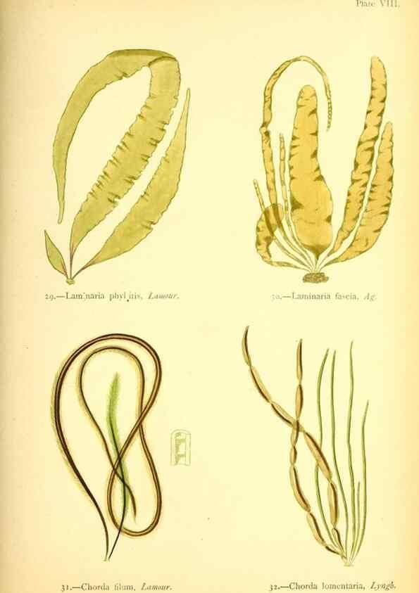 Reproducción/Reproduction 33758868238: British sea-weeds. London :Bell and Daldy,1872.. 