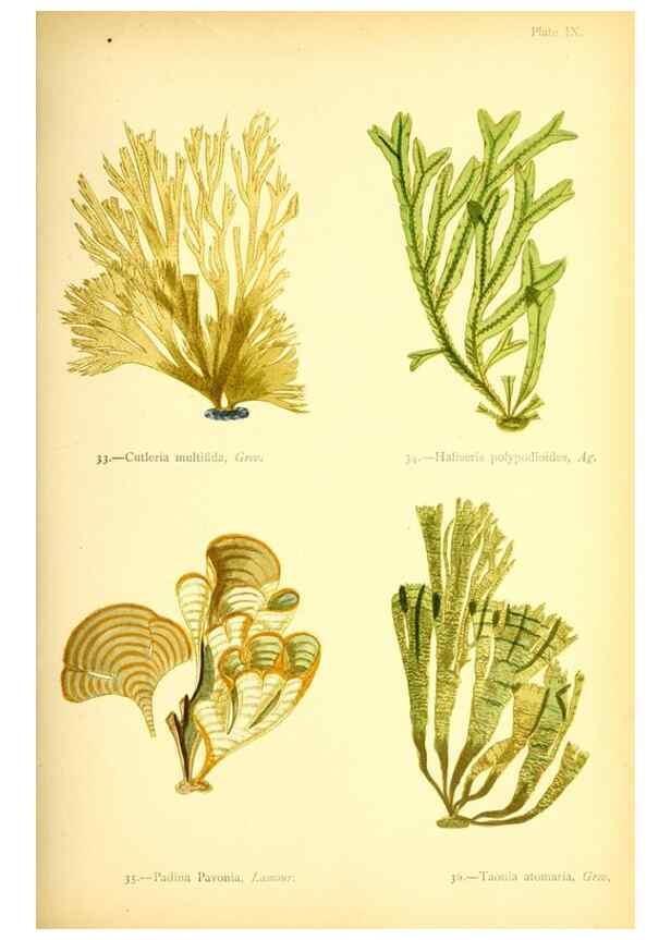 Reproducción/Reproduction 40669739873: British sea-weeds. London :Bell and Daldy,1872.. 