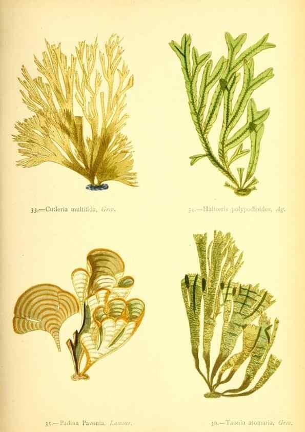 Reproducción/Reproduction 40669739873: British sea-weeds. London :Bell and Daldy,1872.. 