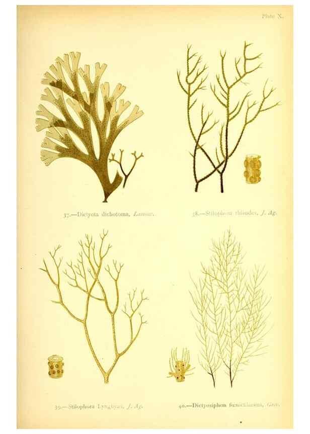 Reproducción/Reproduction 32693725567: British sea-weeds. London :Bell and Daldy,1872.. 