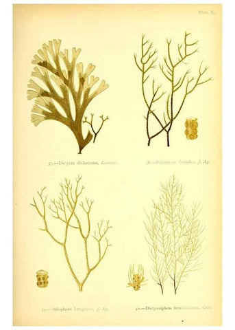 Reproducción/Reproduction 32693725567: British sea-weeds. London :Bell and Daldy,1872.. 