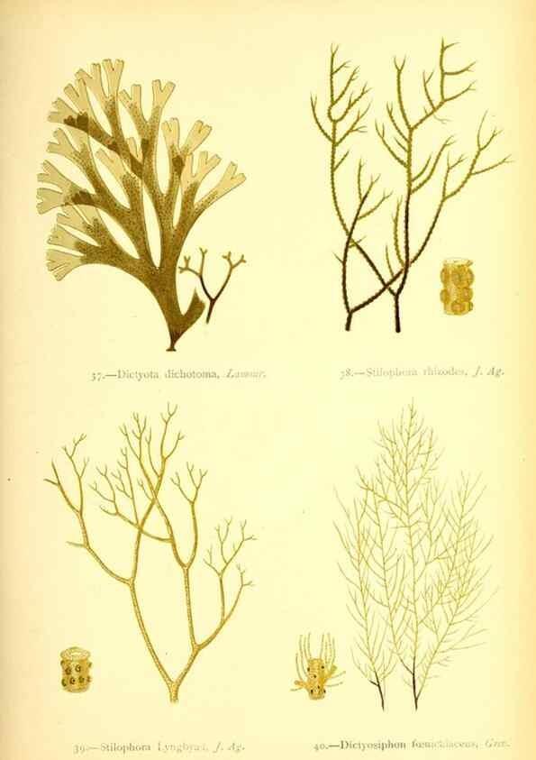 Reproducción/Reproduction 32693725567: British sea-weeds. London :Bell and Daldy,1872.. 