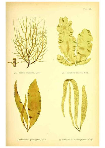 Reproducción/Reproduction 33758870408: British sea-weeds. London :Bell and Daldy,1872.. 