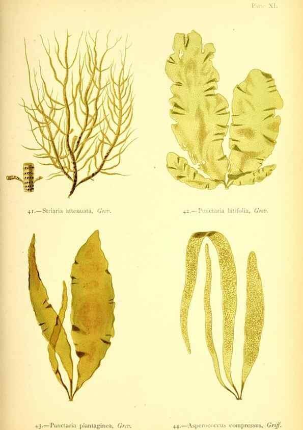 Reproducción/Reproduction 33758870408: British sea-weeds. London :Bell and Daldy,1872.. 