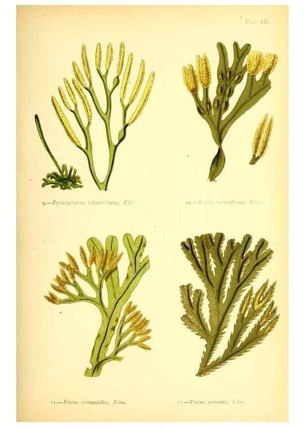 Reproducción/Reproduction 46912026824: British sea-weeds. London :Bell and Daldy,1872.. 