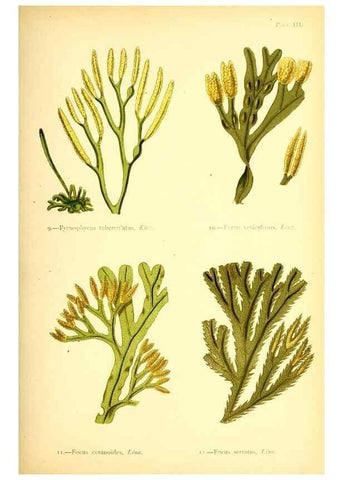 Reproducción/Reproduction 46912026824: British sea-weeds. London :Bell and Daldy,1872.. 