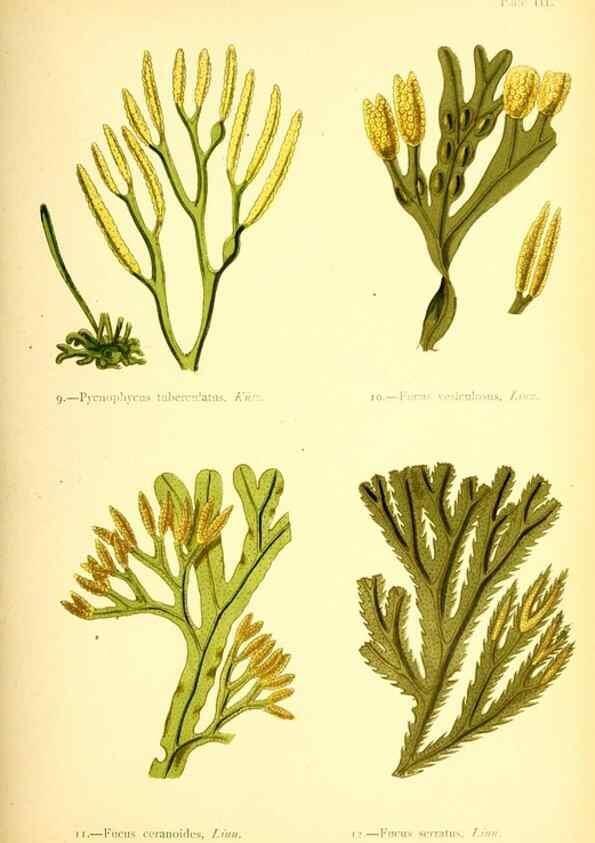 Reproducción/Reproduction 46912026824: British sea-weeds. London :Bell and Daldy,1872.. 