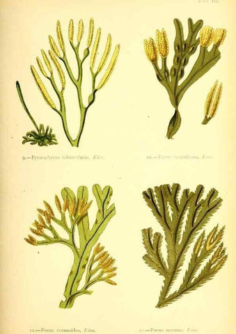 Reproducción/Reproduction 46912026824: British sea-weeds. London :Bell and Daldy,1872.. 