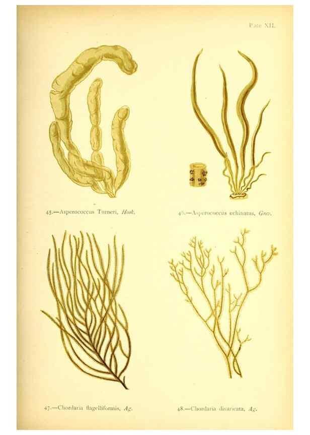 Reproducción/Reproduction 47636308031: British sea-weeds. London :Bell and Daldy,1872.. 
