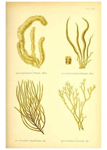 Reproducción/Reproduction 47636308031: British sea-weeds. London :Bell and Daldy,1872.. 