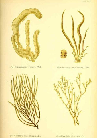 Reproducción/Reproduction 47636308031: British sea-weeds. London :Bell and Daldy,1872.. 
