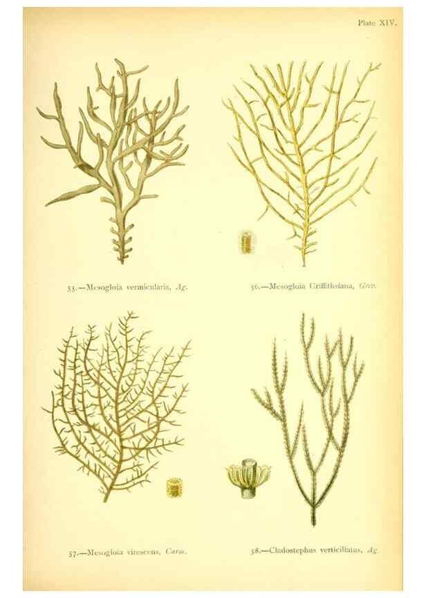 Reproducción/Reproduction 32693727237: British sea-weeds. London :Bell and Daldy,1872.. 